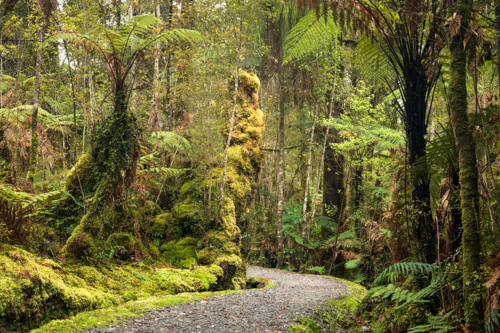 South Westland Rainforest