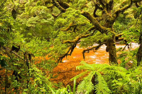 Oparara Rainforest