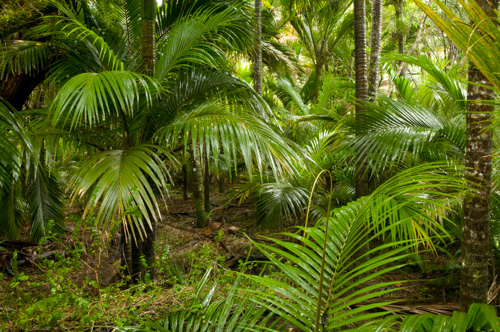 Nikau Palms
