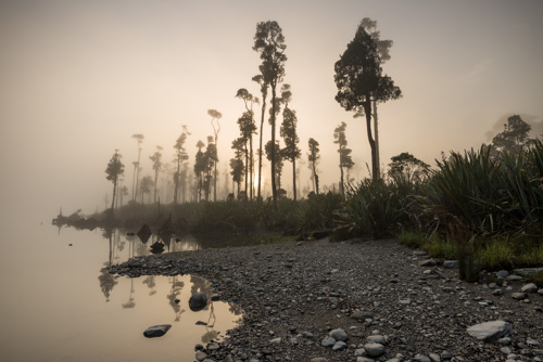 Kahikatea Tree at Lake Wahapo Kahikatea Tree at Lake Wahapo