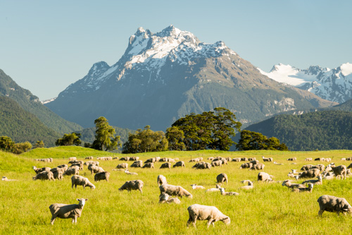 Farming in Glenorchy Farming in Glenorchy