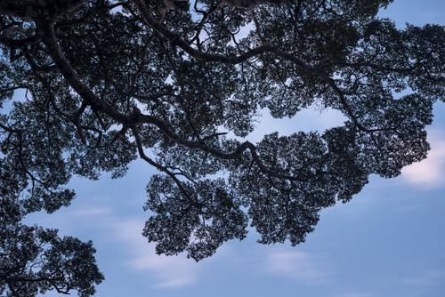 Beech Tree Beech Tree