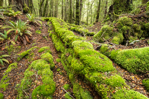 Fiordland Rainforest Fiordland Rainforest