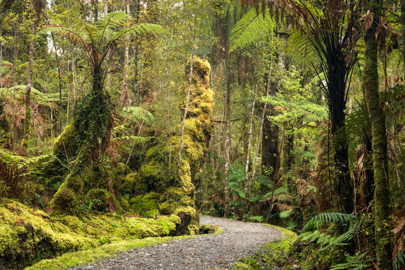South Westland Rainforest