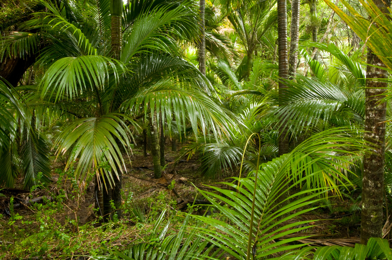 Nikau Palms