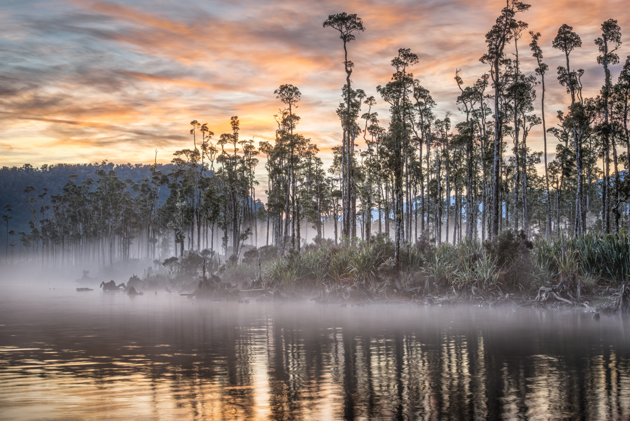 Kahikatea Trees at Lake Wahapo