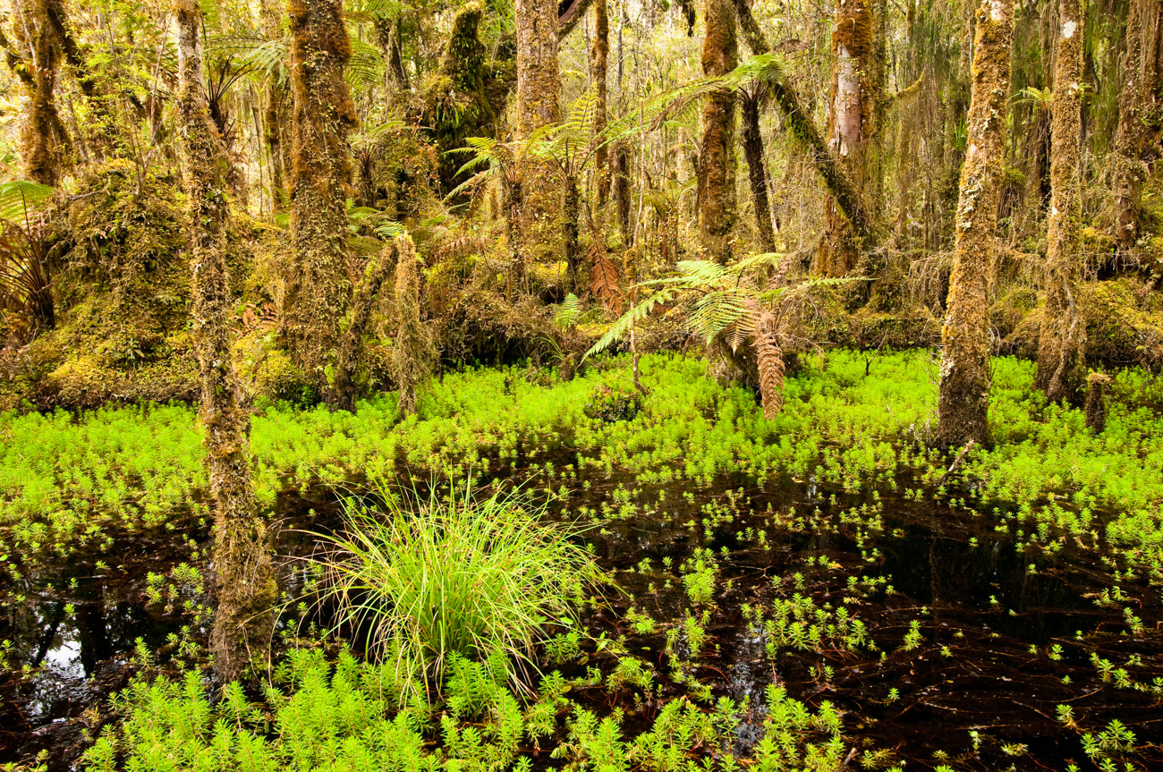 Ship Creek Wetland