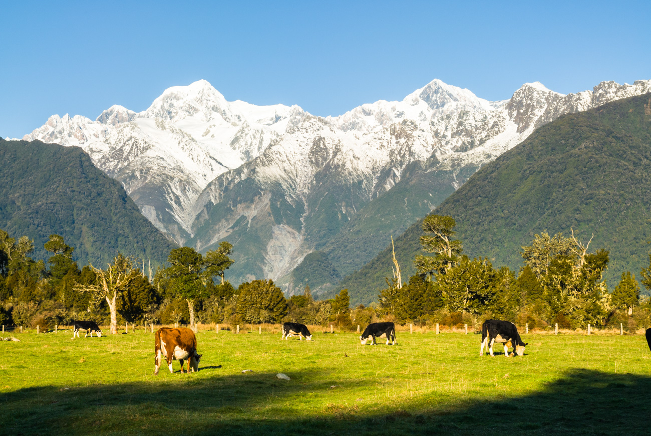Fox Glacier Farming