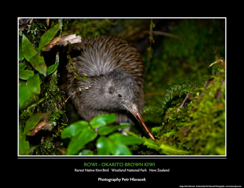 Rowi � Okarito Brown Kiwi