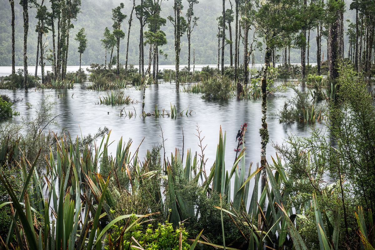 Lake Wahapo Wetland