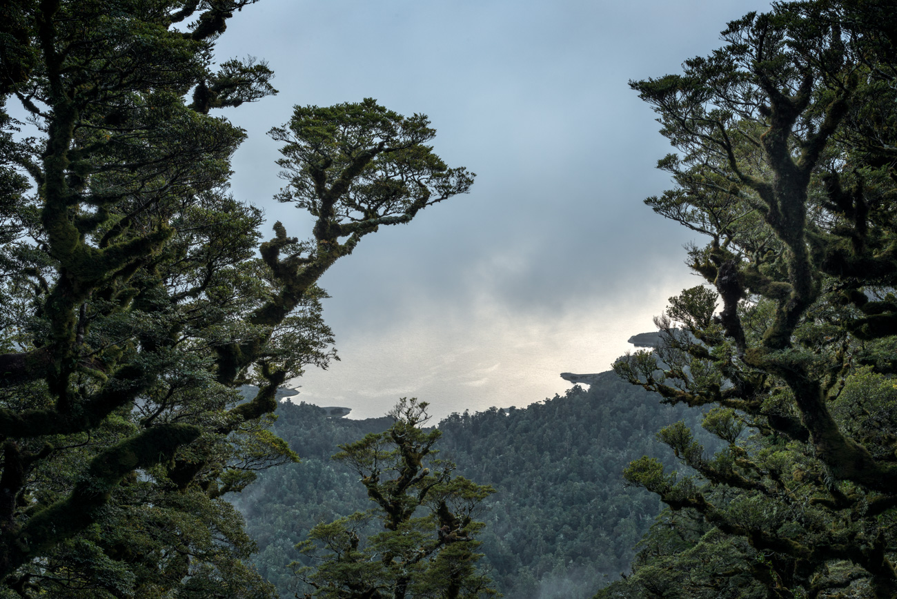 Lake Waikaremoana with Beech Trees