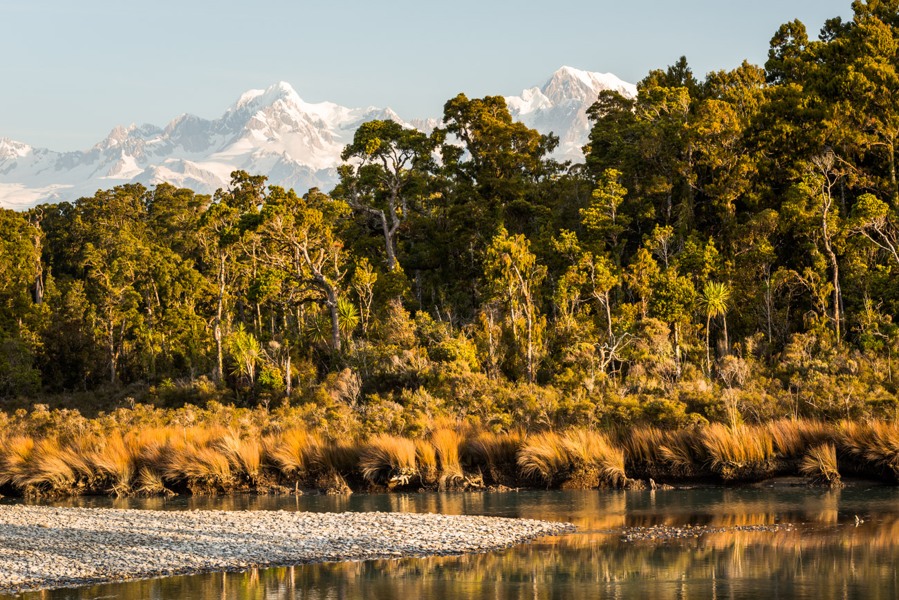 Coastal forest with mountains