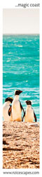 Fiordland Crested Penguin