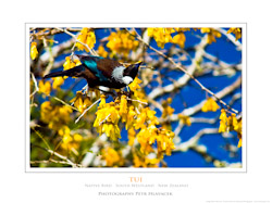 Tui