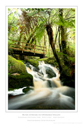 Bush stream in Oparara Valley