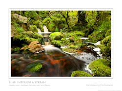 Bush Interior & Stream