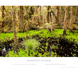 Rainforest Interior