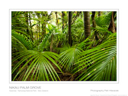 Nikau Palm Grove