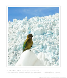 Cheeky Kea