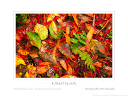 Forest Floor