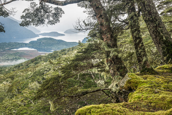 Manapouri Forest