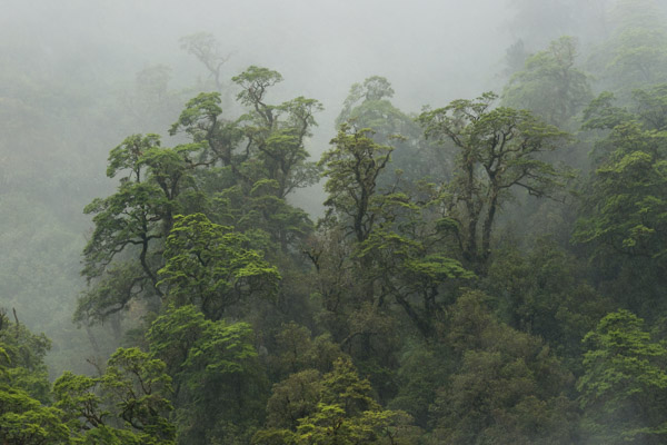 Rain in Doubtful Sound