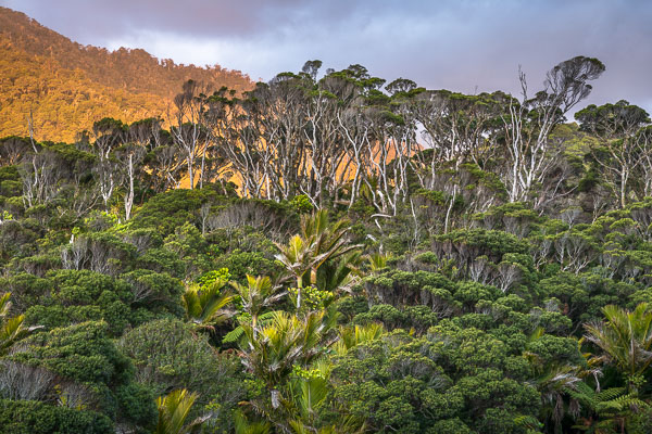 Coastal forest in Kohaihai