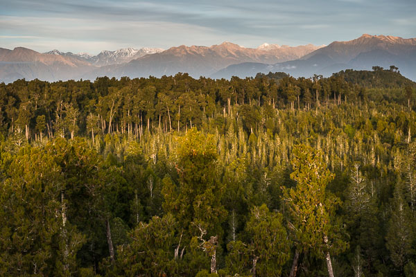 South Westland Rimu Forest
